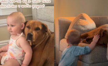 Foster Dog Comes Home During Mom’s Pregnancy — Then Becomes Toddler’s Best Friend Foster Dog Comes Home During Mom’s Pregnancy — Then Becomes Toddler’s Best Friend