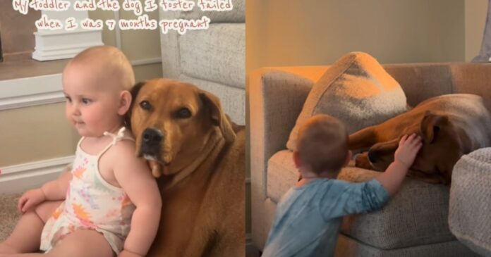 Foster Dog Comes Home During Mom’s Pregnancy — Then Becomes Toddler’s Best Friend