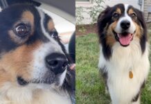 Foster Dog Was Once Anxious Fresh Out of Shelter, but Love Made All the Difference Foster Dog Was Once Anxious Fresh Out of Shelter, but Love Made All the Difference