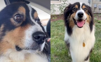 Foster Dog Was Once Anxious Fresh Out of Shelter, but Love Made All the Difference Foster Dog Was Once Anxious Fresh Out of Shelter, but Love Made All the Difference