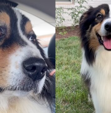 Foster Dog Was Once Anxious Fresh Out of Shelter, but Love Made All the Difference Foster Dog Was Once Anxious Fresh Out of Shelter, but Love Made All the Difference