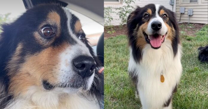 Foster-Dog-Was-Once-Anxious-Fresh-Out-of-Shelter-but.jpg Foster Dog Was Once Anxious Fresh Out of Shelter, but Love Made All the Difference