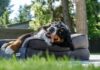 Furhaven Orthopedic Two-Tone L Chaise Dog Bed Review Furhaven Orthopedic Two-Tone L Chaise Dog Bed Review