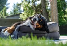 Furhaven Orthopedic Two-Tone L Chaise Dog Bed Review Furhaven Orthopedic Two-Tone L Chaise Dog Bed Review