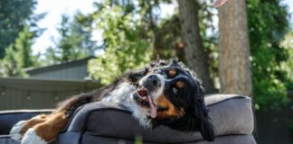 Furhaven Orthopedic Two-Tone L Chaise Dog Bed Review Furhaven Orthopedic Two-Tone L Chaise Dog Bed Review