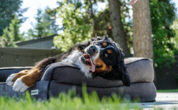 Furhaven Orthopedic Two-Tone L Chaise Dog Bed Review Furhaven Orthopedic Two-Tone L Chaise Dog Bed Review