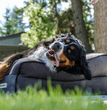 Furhaven Orthopedic Two-Tone L Chaise Dog Bed Review Furhaven Orthopedic Two-Tone L Chaise Dog Bed Review
