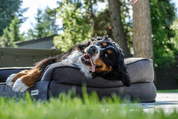 Furhaven-Orthopedic-Two-Tone-L-Chaise-Dog-Bed-Review.jpg Furhaven Orthopedic Two-Tone L Chaise Dog Bed Review