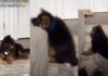German Shepherd Puppy Tries To Copy Big Furry Sibling & Fails Adorably German Shepherd Puppy Tries To Copy Big Furry Sibling & Fails Adorably