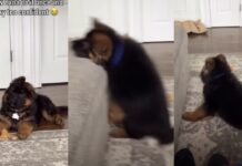 German Shepherd Puppy Tries To Copy Big Furry Sibling & Fails Adorably German Shepherd Puppy Tries To Copy Big Furry Sibling & Fails Adorably