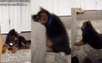 German Shepherd Puppy Tries To Copy Big Furry Sibling & Fails Adorably German Shepherd Puppy Tries To Copy Big Furry Sibling & Fails Adorably