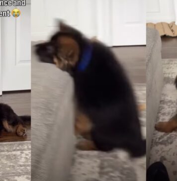German Shepherd Puppy Tries To Copy Big Furry Sibling & Fails Adorably German Shepherd Puppy Tries To Copy Big Furry Sibling & Fails Adorably