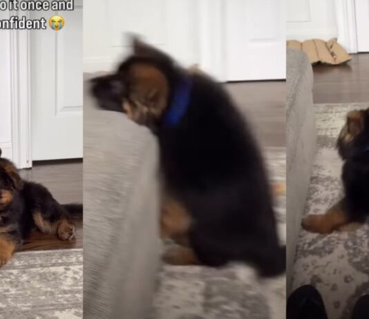 German Shepherd Puppy Tries To Copy Big Furry Sibling & Fails Adorably German Shepherd Puppy Tries To Copy Big Furry Sibling & Fails Adorably