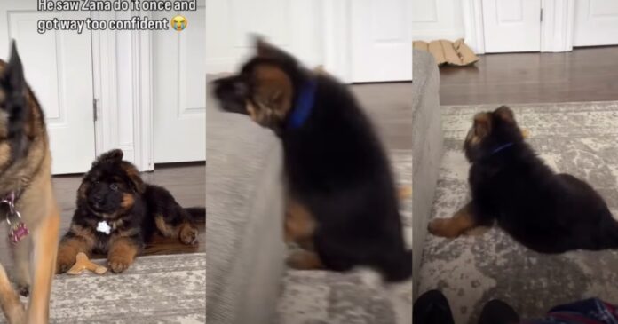 German Shepherd Puppy Tries To Copy Big Furry Sibling & Fails Adorably