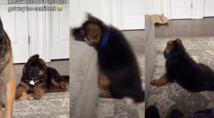 German Shepherd Puppy Tries To Copy Big Furry Sibling & Fails Adorably German Shepherd Puppy Tries To Copy Big Furry Sibling & Fails Adorably
