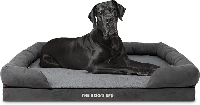 Giant dog on bed