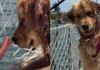 Golden Retriever Beams With Joy After Figuring Out How To Push Toy Into Water Golden Retriever Beams With Joy After Figuring Out How To Push Toy Into Water