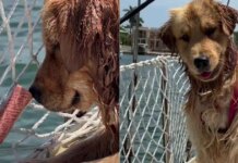 Golden Retriever Beams With Joy After Figuring Out How To Push Toy Into Water Golden Retriever Beams With Joy After Figuring Out How To Push Toy Into Water
