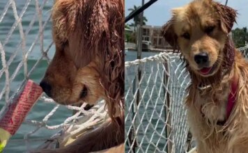 Golden Retriever Beams With Joy After Figuring Out How To Push Toy Into Water Golden Retriever Beams With Joy After Figuring Out How To Push Toy Into Water