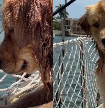 Golden Retriever Beams With Joy After Figuring Out How To Push Toy Into Water Golden Retriever Beams With Joy After Figuring Out How To Push Toy Into Water