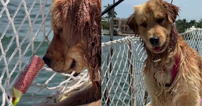Golden-Retriever-Beams-With-Joy-After-Figuring-Out-How-To.jpg Golden Retriever Beams With Joy After Figuring Out How To Push Toy Into Water