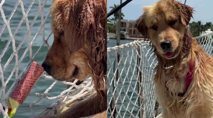 Golden Retriever Beams With Joy After Figuring Out How To Push Toy Into Water Golden Retriever Beams With Joy After Figuring Out How To Push Toy Into Water
