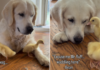Golden Retriever Can’t Stop Whining To See His ‘Babies,’ Then Greets Them in an Unexpected Way Golden Retriever Can’t Stop Whining To See His ‘Babies,’ Then Greets Them in an Unexpected Way