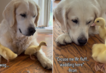 Golden Retriever Can’t Stop Whining To See His ‘Babies,’ Then Greets Them in an Unexpected Way Golden Retriever Can’t Stop Whining To See His ‘Babies,’ Then Greets Them in an Unexpected Way