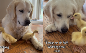 Golden Retriever Can’t Stop Whining To See His ‘Babies,’ Then Greets Them in an Unexpected Way Golden Retriever Can’t Stop Whining To See His ‘Babies,’ Then Greets Them in an Unexpected Way