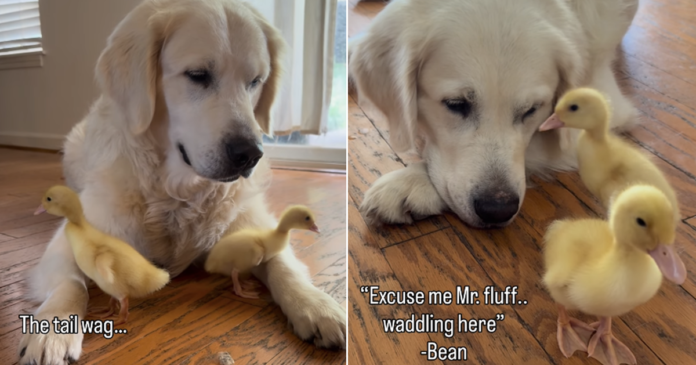 Golden-Retriever-Cant-Stop-Whining-To-See-His-‘Babies-Then.png Golden Retriever Can’t Stop Whining To See His ‘Babies,’ Then Greets Them in an Unexpected Way