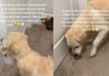 Golden Retriever Finds Comfort in Toys To Feel Less Alone When Humans Do This for the First Time Golden Retriever Finds Comfort in Toys To Feel Less Alone When Humans Do This for the First Time