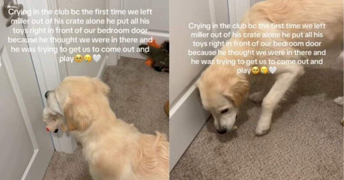 Golden-Retriever-Finds-Comfort-in-Toys-To-Feel-Less-Alone.jpg Golden Retriever Finds Comfort in Toys To Feel Less Alone When Humans Do This for the First Time