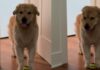 Golden Retriever Gets Two Walks in the Morning & Then Starts Guilt-Tripping for More Golden Retriever Gets Two Walks in the Morning & Then Starts Guilt-Tripping for More