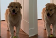 Golden Retriever Gets Two Walks in the Morning & Then Starts Guilt-Tripping for More Golden Retriever Gets Two Walks in the Morning & Then Starts Guilt-Tripping for More