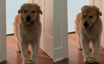 Golden Retriever Gets Two Walks in the Morning & Then Starts Guilt-Tripping for More Golden Retriever Gets Two Walks in the Morning & Then Starts Guilt-Tripping for More