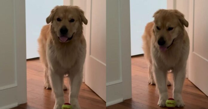 Golden-Retriever-Gets-Two-Walks-in-the-Morning-Then.jpg Golden Retriever Gets Two Walks in the Morning & Then Starts Guilt-Tripping for More