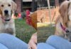 Golden Retriever Has All Kinds of Questions After Seeing a Hen Golden Retriever Has All Kinds of Questions After Seeing a Hen