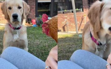 Golden Retriever Has All Kinds of Questions After Seeing a Hen Golden Retriever Has All Kinds of Questions After Seeing a Hen