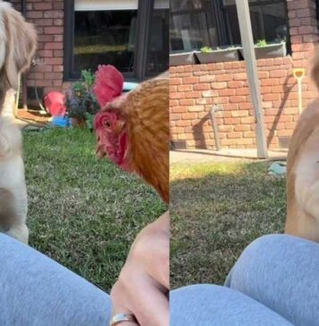 Golden Retriever Has All Kinds of Questions After Seeing a Hen Golden Retriever Has All Kinds of Questions After Seeing a Hen