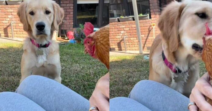 Golden Retriever Has All Kinds of Questions After Seeing a Hen
