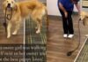 Golden Retriever Walks Herself Around With Her Leash Looking for Pets Golden Retriever Walks Herself Around With Her Leash Looking for Pets
