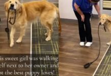 Golden Retriever Walks Herself Around With Her Leash Looking for Pets Golden Retriever Walks Herself Around With Her Leash Looking for Pets