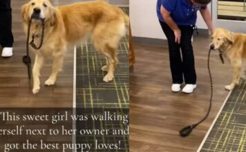 Golden Retriever Walks Herself Around With Her Leash Looking for Pets Golden Retriever Walks Herself Around With Her Leash Looking for Pets