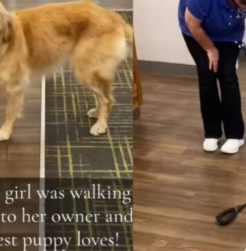 Golden Retriever Walks Herself Around With Her Leash Looking for Pets Golden Retriever Walks Herself Around With Her Leash Looking for Pets