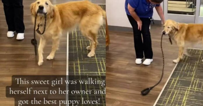Golden-Retriever-Walks-Herself-Around-With-Her-Leash-Looking-for.jpg Golden Retriever Walks Herself Around With Her Leash Looking for Pets