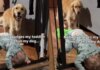 Golden Retriever Watches Toddler Attempt Wild Indoor Stunt & Cannot Hide His Judgement Golden Retriever Watches Toddler Attempt Wild Indoor Stunt & Cannot Hide His Judgement