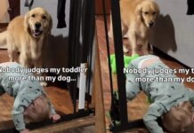 Golden Retriever Watches Toddler Attempt Wild Indoor Stunt & Cannot Hide His Judgement Golden Retriever Watches Toddler Attempt Wild Indoor Stunt & Cannot Hide His Judgement
