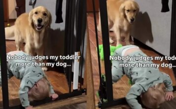 Golden Retriever Watches Toddler Attempt Wild Indoor Stunt & Cannot Hide His Judgement Golden Retriever Watches Toddler Attempt Wild Indoor Stunt & Cannot Hide His Judgement