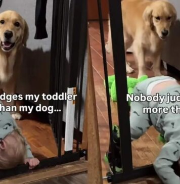 Golden Retriever Watches Toddler Attempt Wild Indoor Stunt & Cannot Hide His Judgement Golden Retriever Watches Toddler Attempt Wild Indoor Stunt & Cannot Hide His Judgement