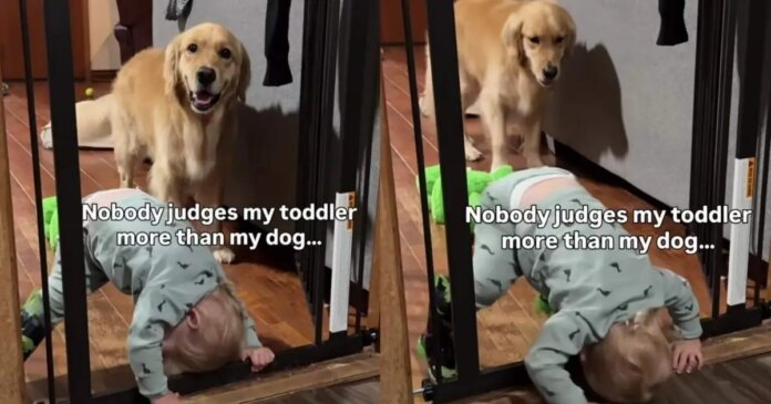 Golden-Retriever-Watches-Toddler-Attempt-Wild-Indoor-Stunt-Cannot.jpg Golden Retriever Watches Toddler Attempt Wild Indoor Stunt & Cannot Hide His Judgement